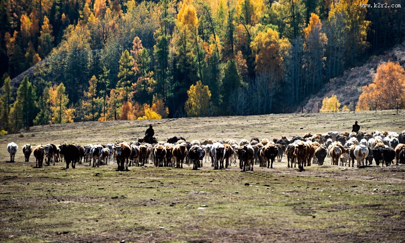 北疆秋色风景图片