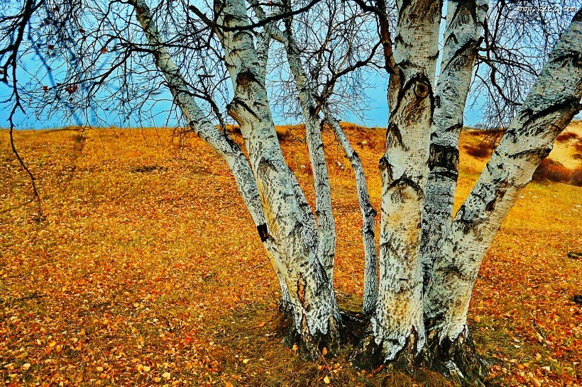 河北坝上风景图片大全