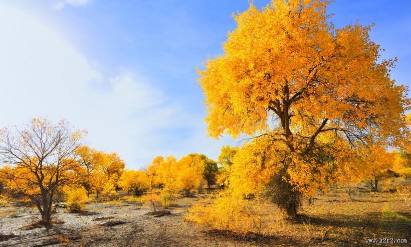 内蒙古额济纳胡杨林风景图片大全