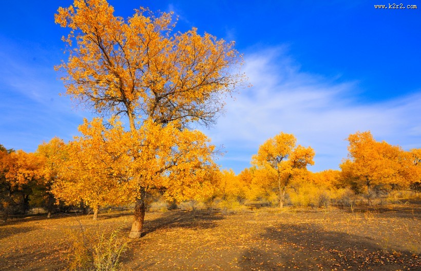 内蒙古额济纳胡杨林风景图片大全