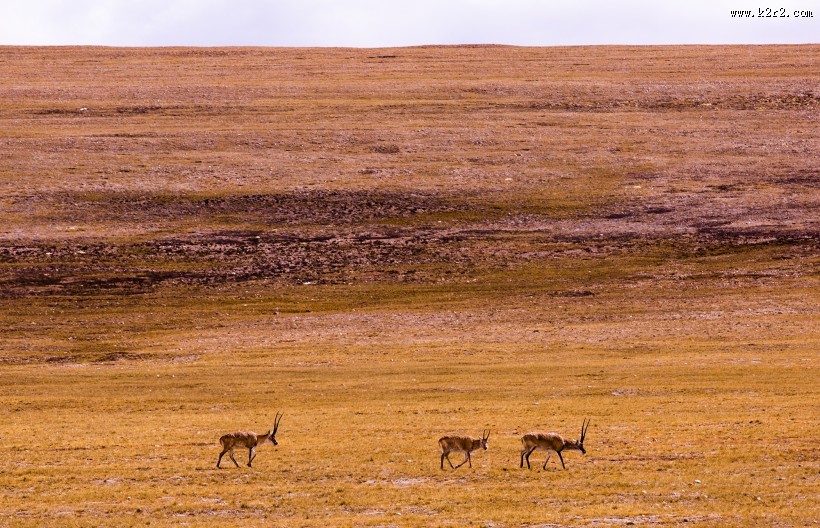 西藏阿里改则风景图片大全
