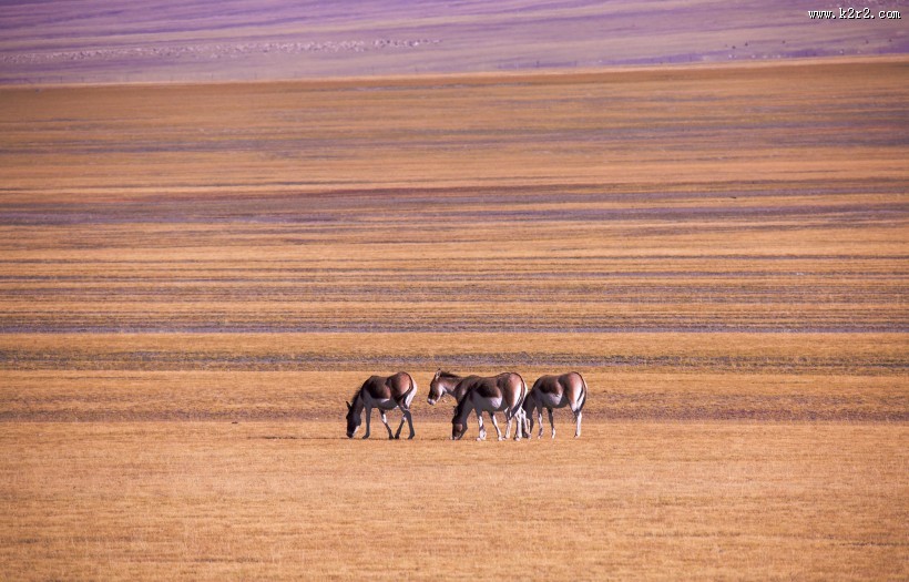 西藏阿里改则风景图片大全