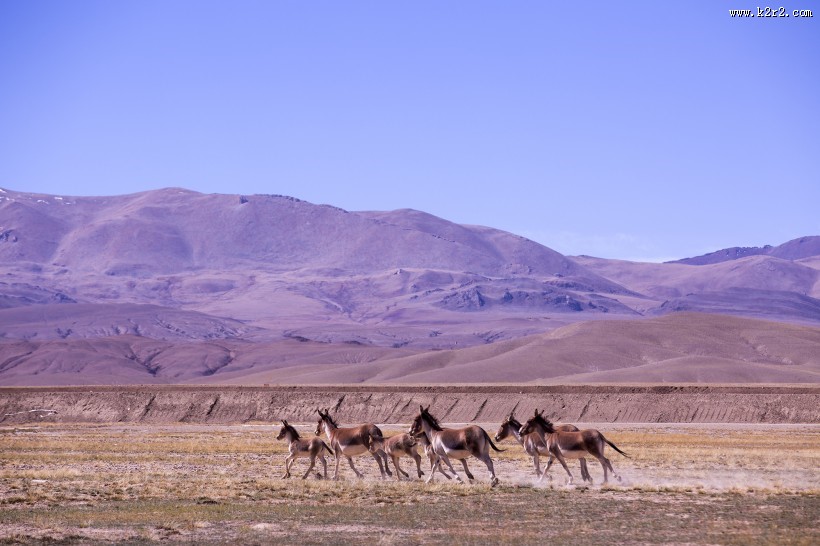 西藏阿里改则风景图片大全