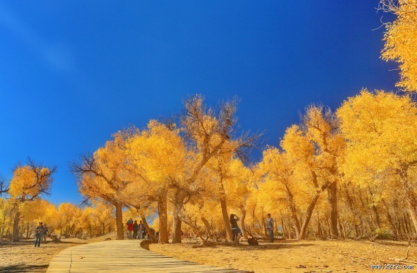 内蒙古额济纳胡杨林风景图片