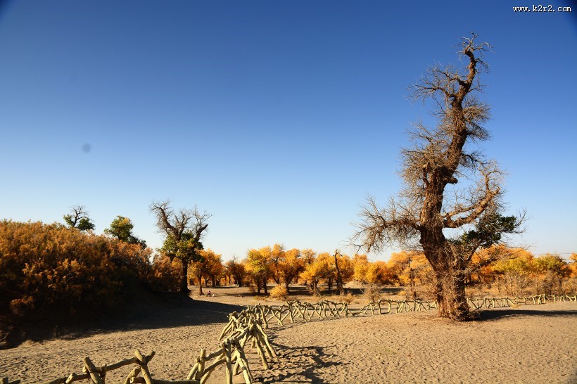 内蒙古额济纳胡杨林风景图片