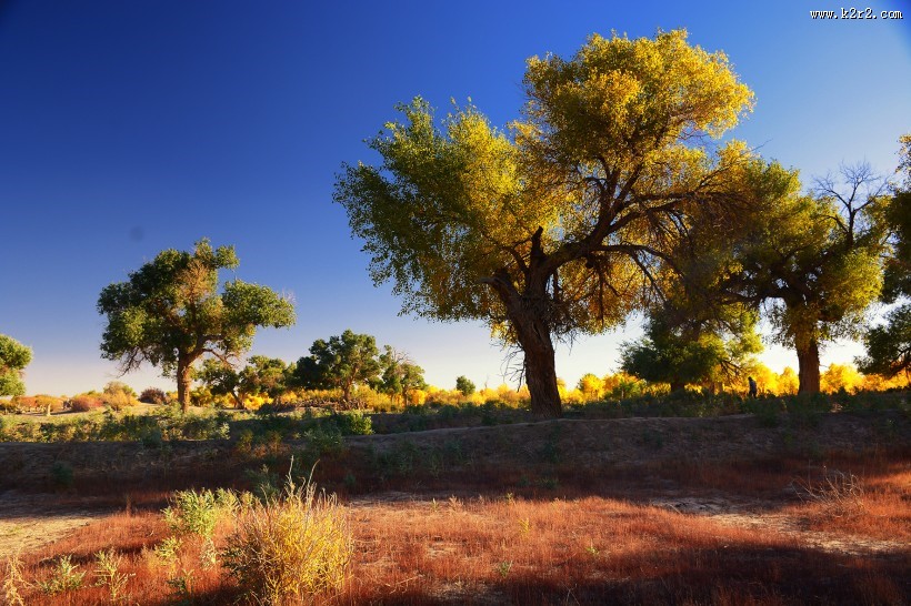 内蒙古额济纳胡杨林风景图片