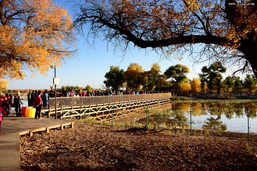 内蒙古额济纳胡杨林风景图片