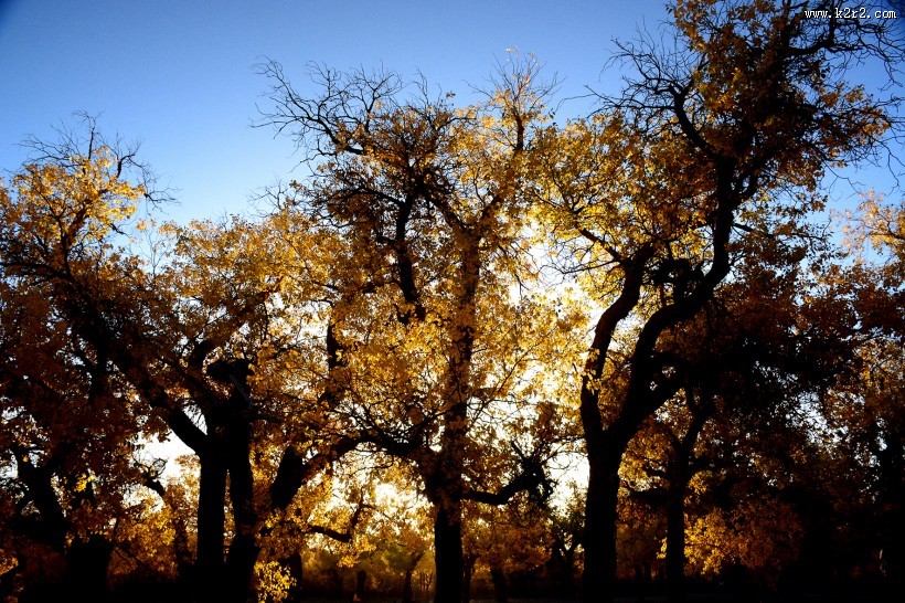 内蒙古额济纳胡杨林风景图片