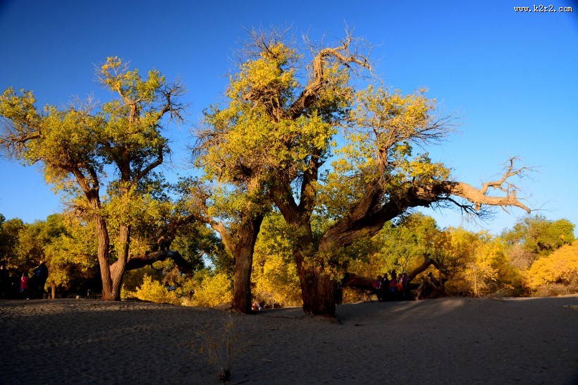 内蒙古额济纳胡杨林风景图片