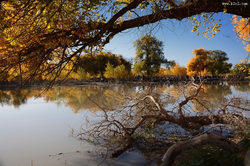 内蒙古额济纳胡杨林美丽风景图片大全