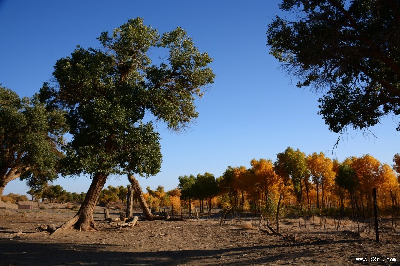 内蒙古额济纳胡杨林美丽风景图片大全