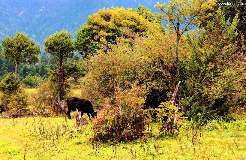 西藏林芝南伊沟风景图片