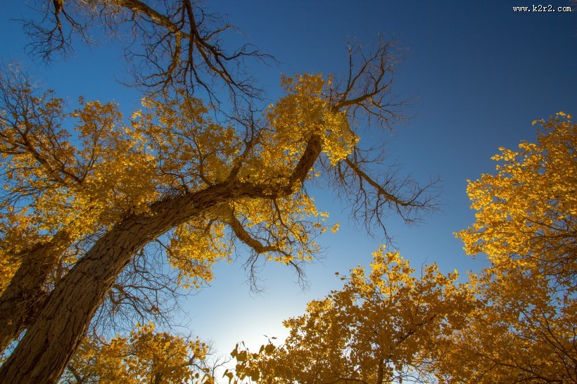 内蒙古额济纳胡杨林风景图片大全