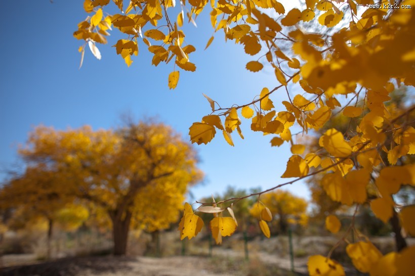 内蒙古额济纳胡杨林风景图片大全