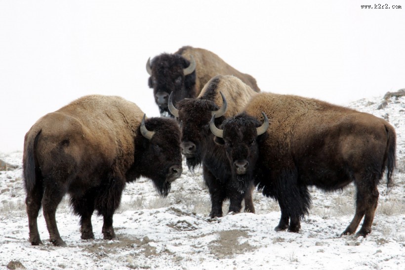 黄石公园动物篇图片大全