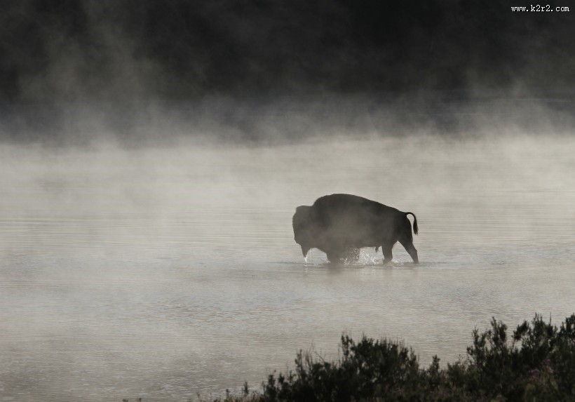 黄石公园动物篇图片大全