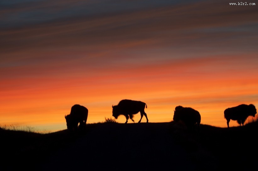 黄石公园动物篇图片大全