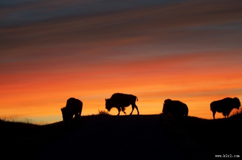 黄石公园动物篇图片