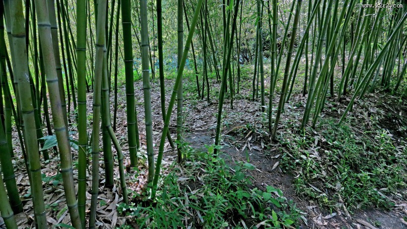 北京紫竹院公园风景图片