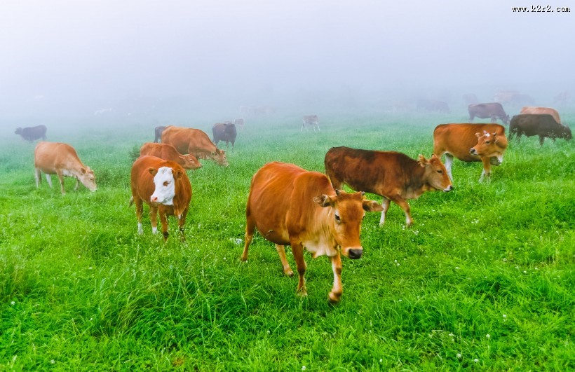 重庆千野草场风景图片大全