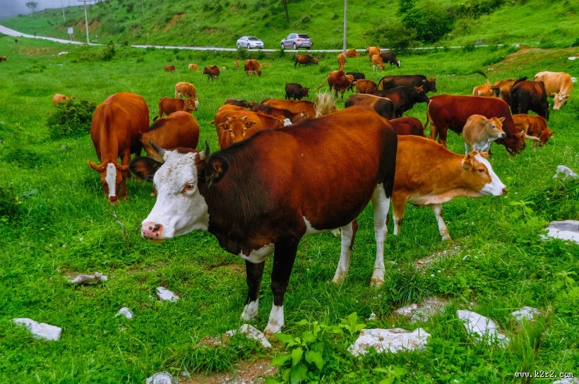重庆千野草场风景图片大全