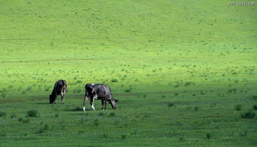 内蒙古乌兰布统草原风景图片