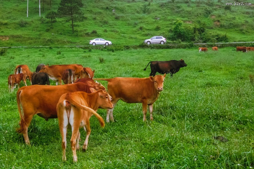 重庆千野草场风景图片