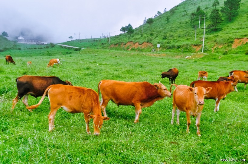 重庆千野草场风景图片