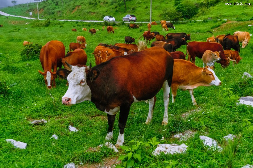 重庆千野草场风景图片