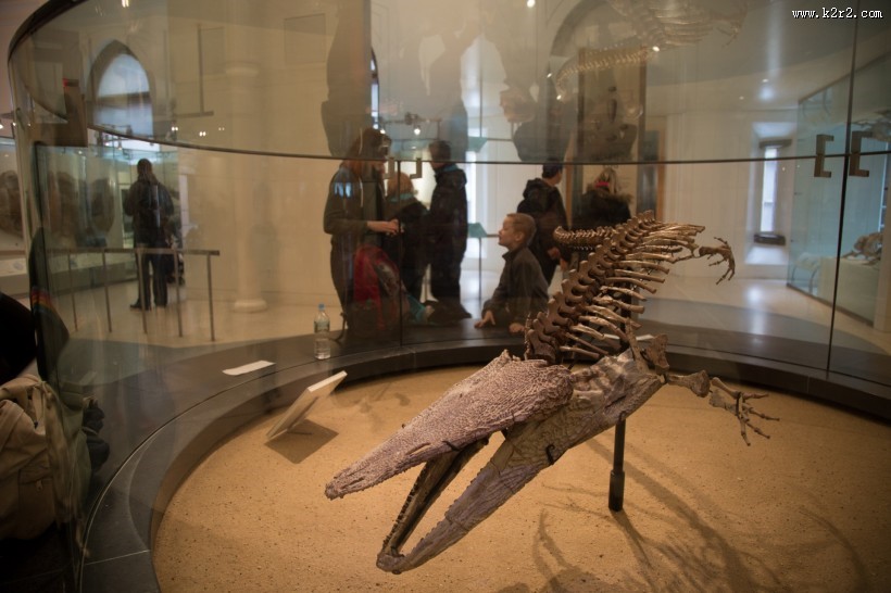 美国自然史博物馆内部图片大全