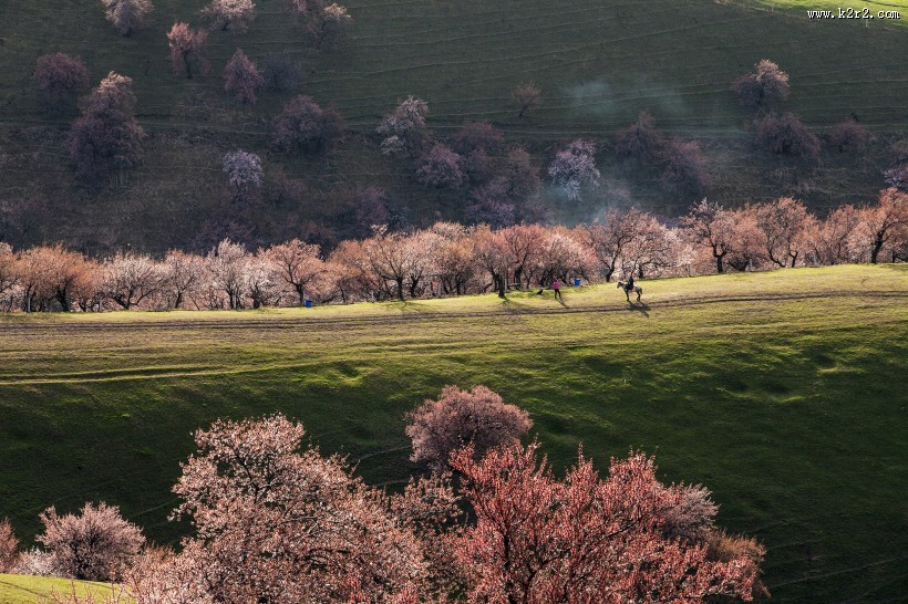 新疆新源野杏林风景图片大全