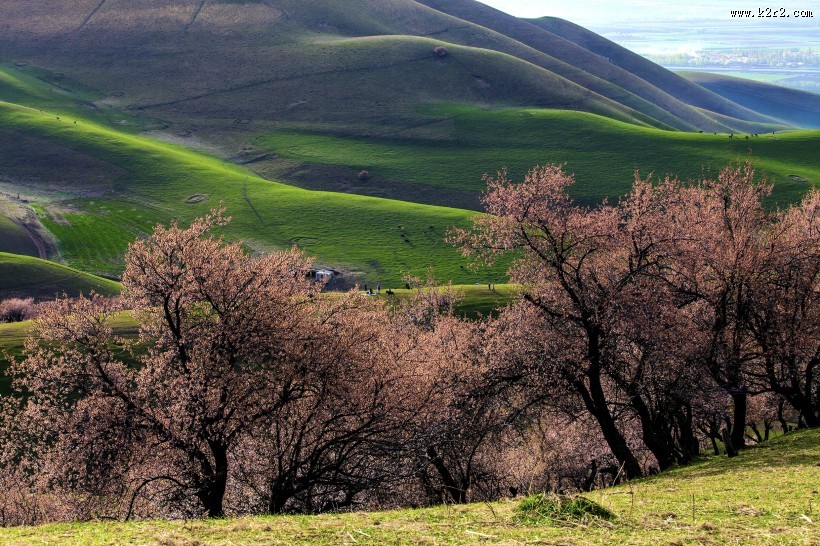 新疆新源野杏林风景图片大全