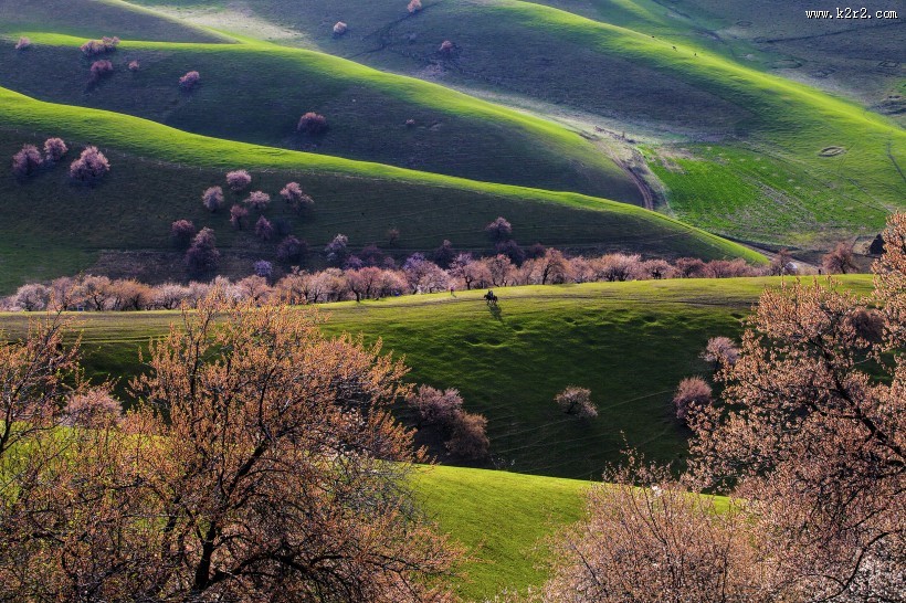 新疆新源野杏林风景图片大全