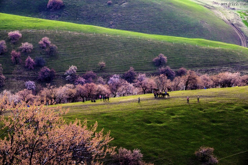 新疆新源野杏林风景图片大全