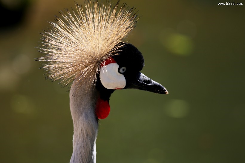 灰色丹顶鹤图片