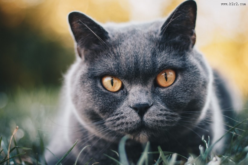 俄罗斯蓝猫图片