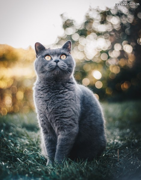 俄罗斯蓝猫图片