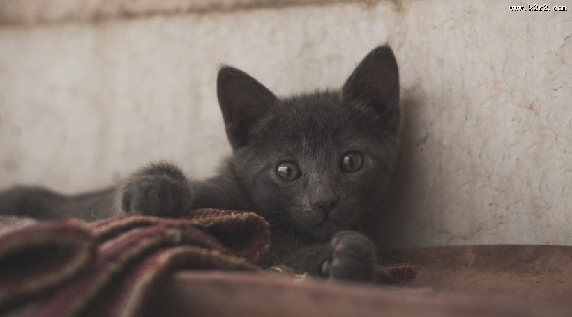 俄罗斯蓝猫图片