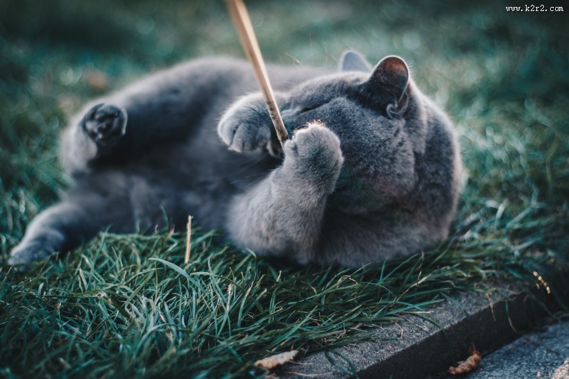 俄罗斯蓝猫图片