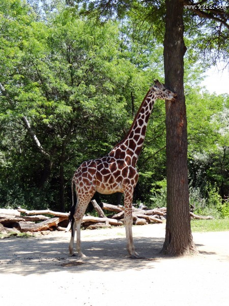 高大的长颈鹿图片