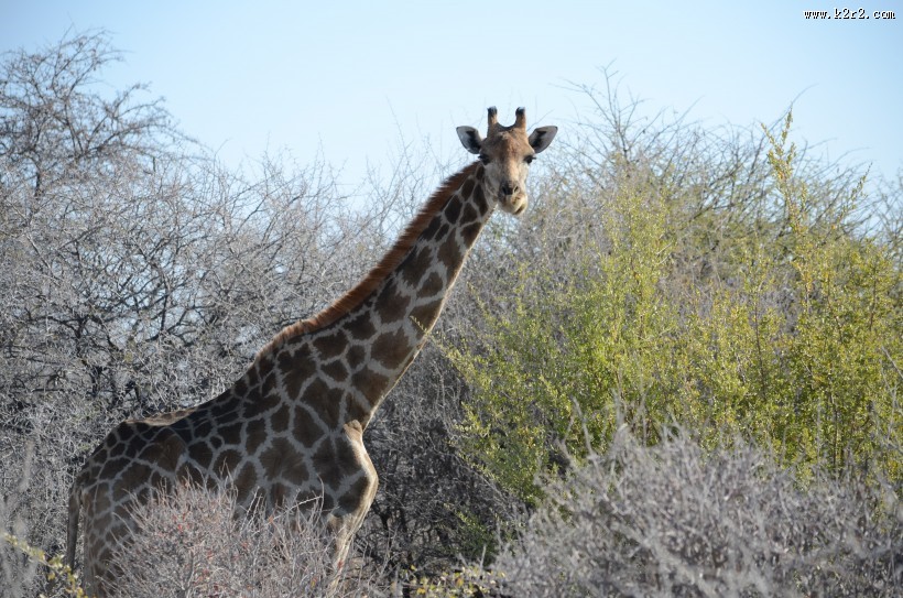 高大的长颈鹿图片