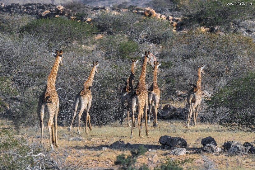 高大的长颈鹿图片