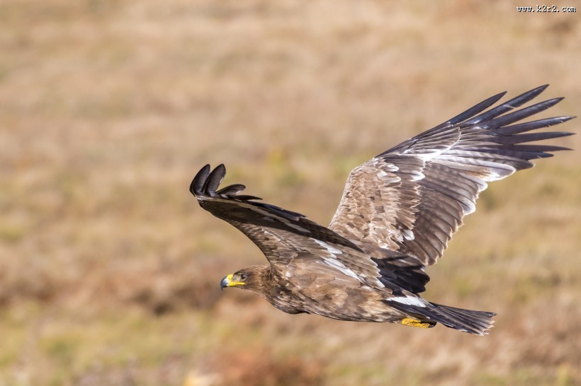 威猛的草原雕图片