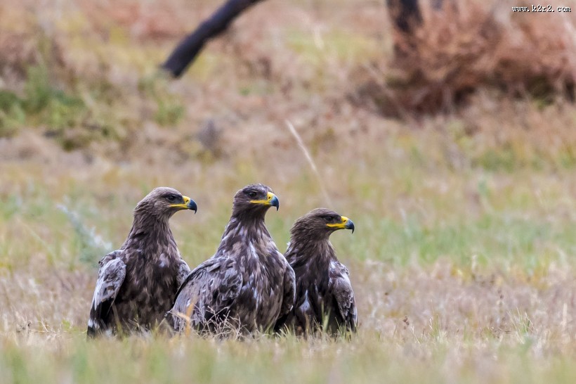 威猛的草原雕图片