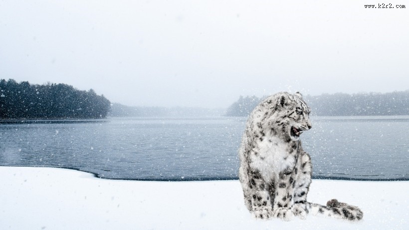 珍贵的雪豹图片