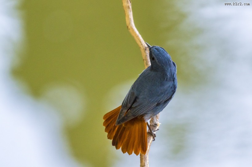 红尾水鸲鸟类图片