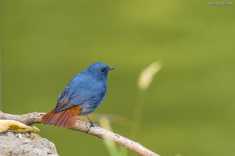 红尾水鸲鸟类图片