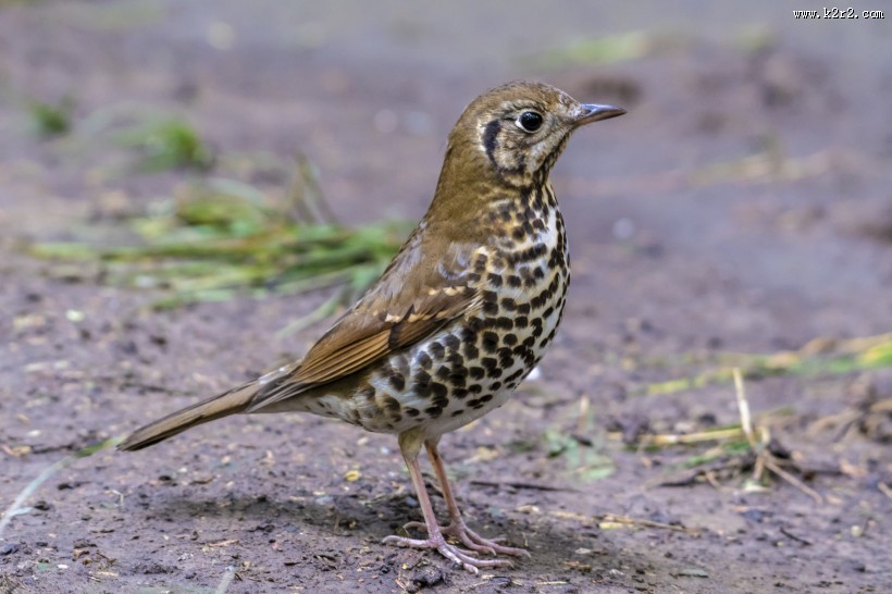 宝兴歌鸫鸟类图片大全