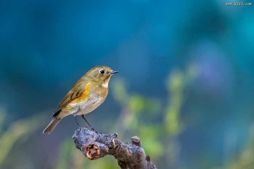 红胁蓝尾鸲鸟类图片大全