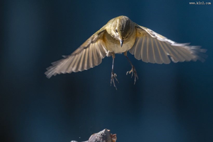 红胁蓝尾鸲鸟类图片大全